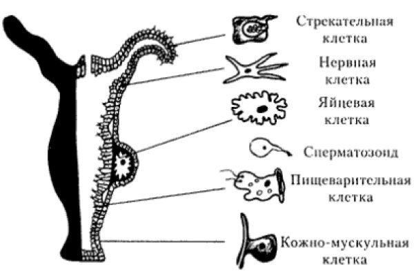 Кракен даркнет ссылка зеркало